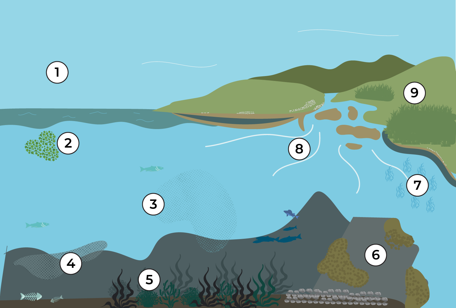 Diagram showing how blue carbon is captured and stored in marine and coastal ecosystems including salt marsh, seagrass, kelp forests, plankton and biogenic reefs.