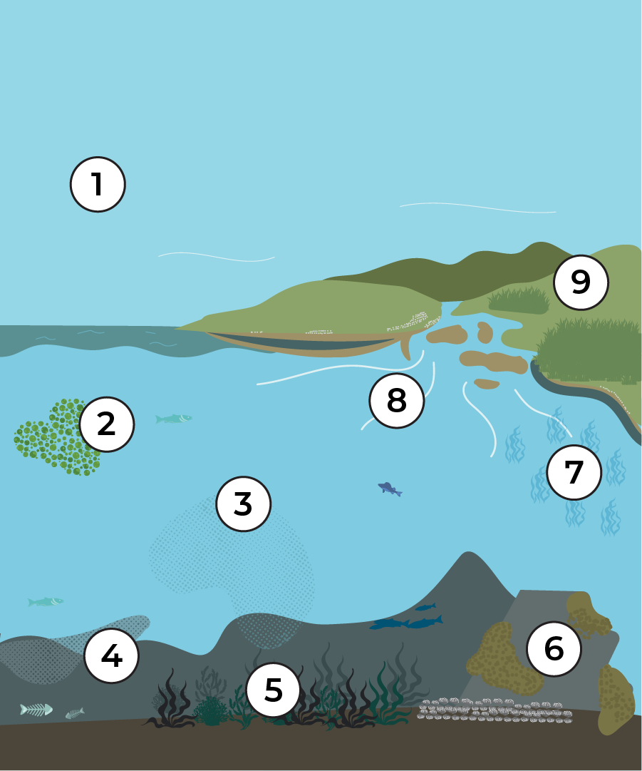 Diagram showing how blue carbon is captured and stored in marine and coastal ecosystems including salt marsh, seagrass, kelp forests, plankton and biogenic reefs.