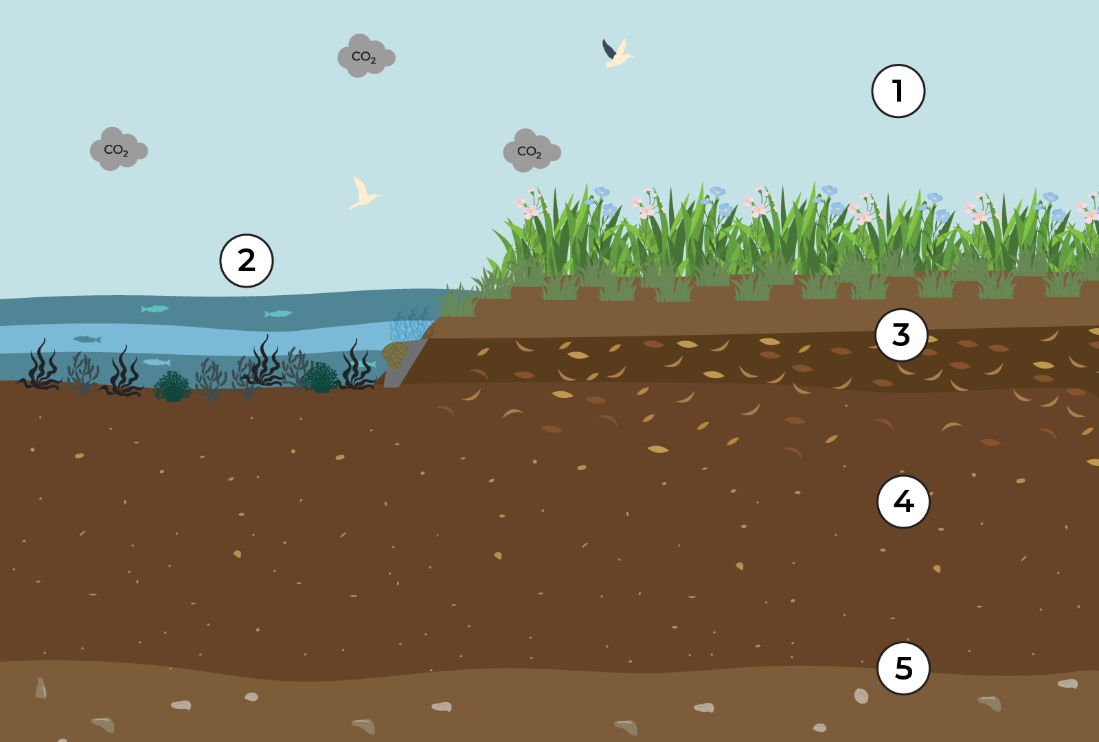 Diagram showing how blue carbon in salt marshes removes carbon dioxide from the air and stores it in plants and soil over time