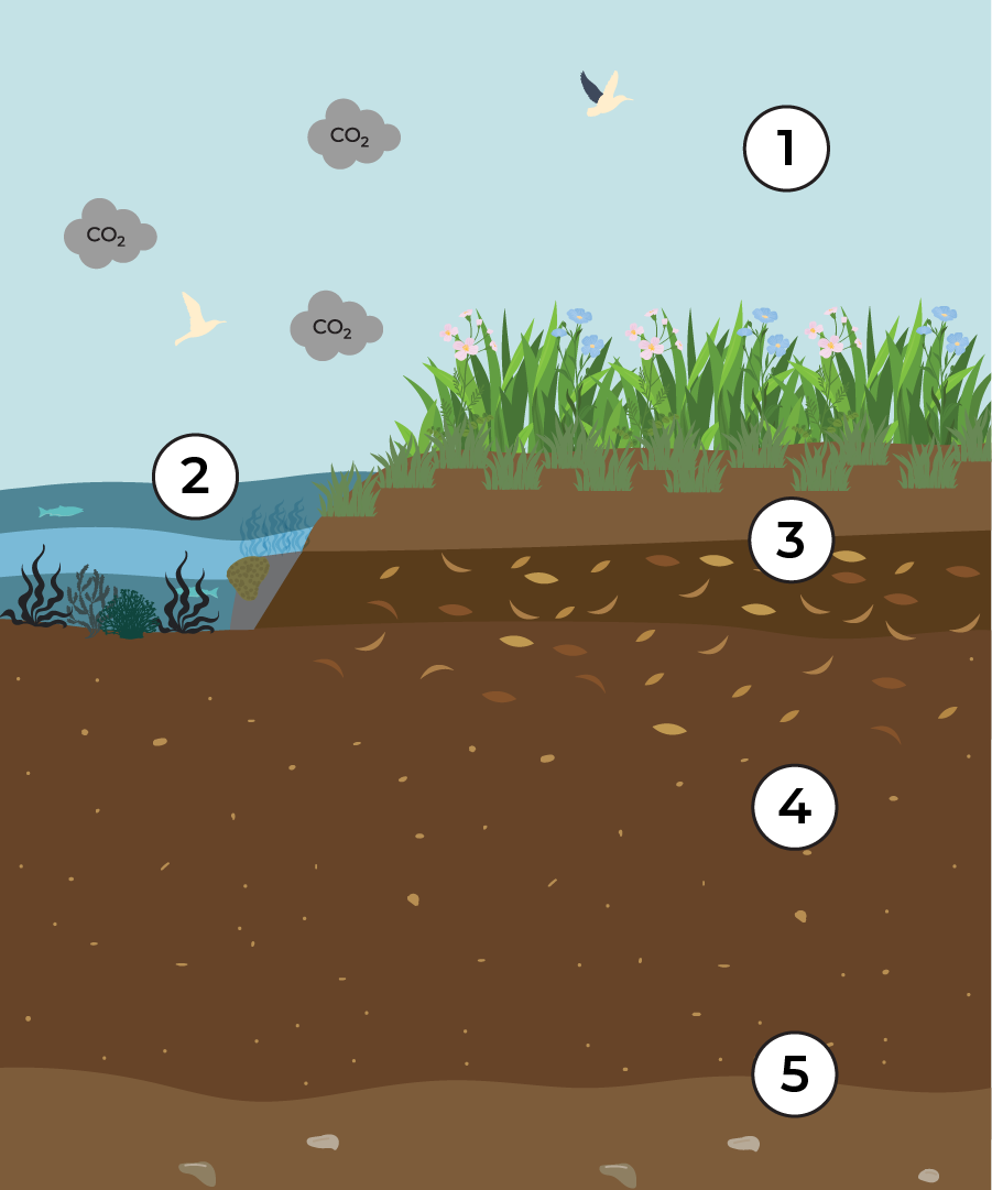 Diagram showing how blue carbon in salt marshes removes carbon dioxide from the air and stores it in plants and soil over time